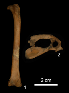 The juvenile chicken bones identified in the study
