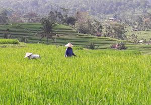 rice farmers in lush green fields