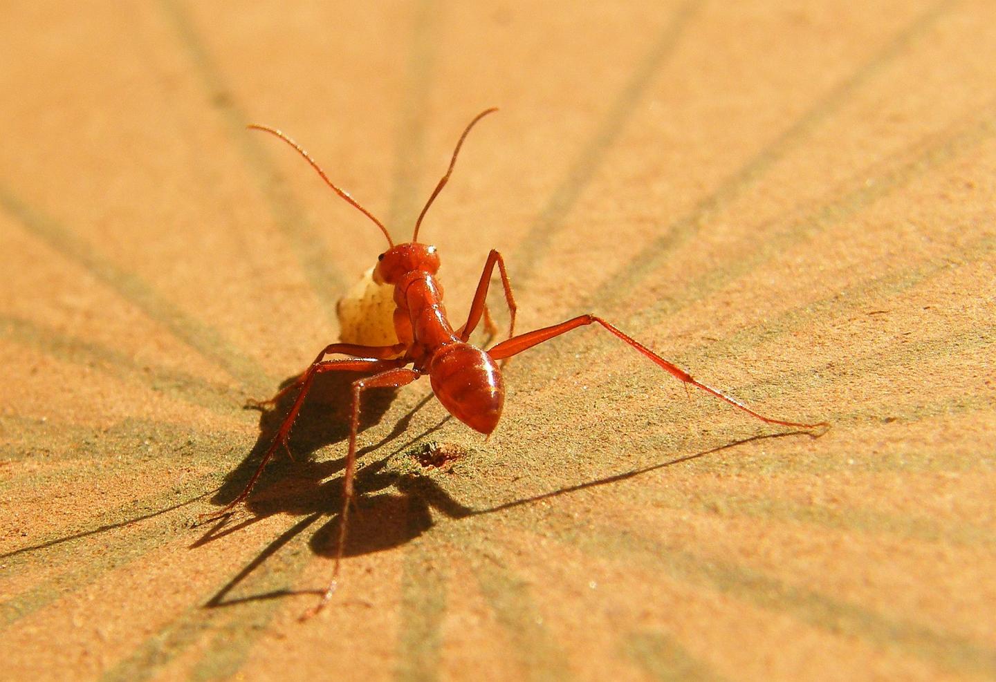 Melophorus bagoti