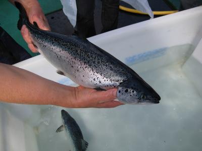8 Species of Wild Fish Have Been Detected in Aquaculture Feed