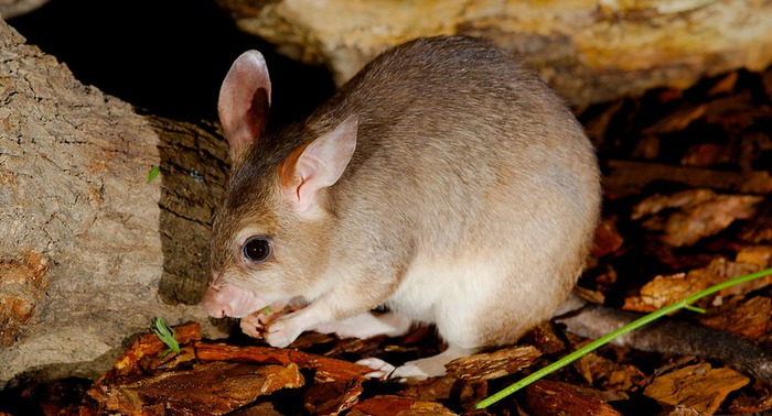 Malagasy Giant Jumping Rat