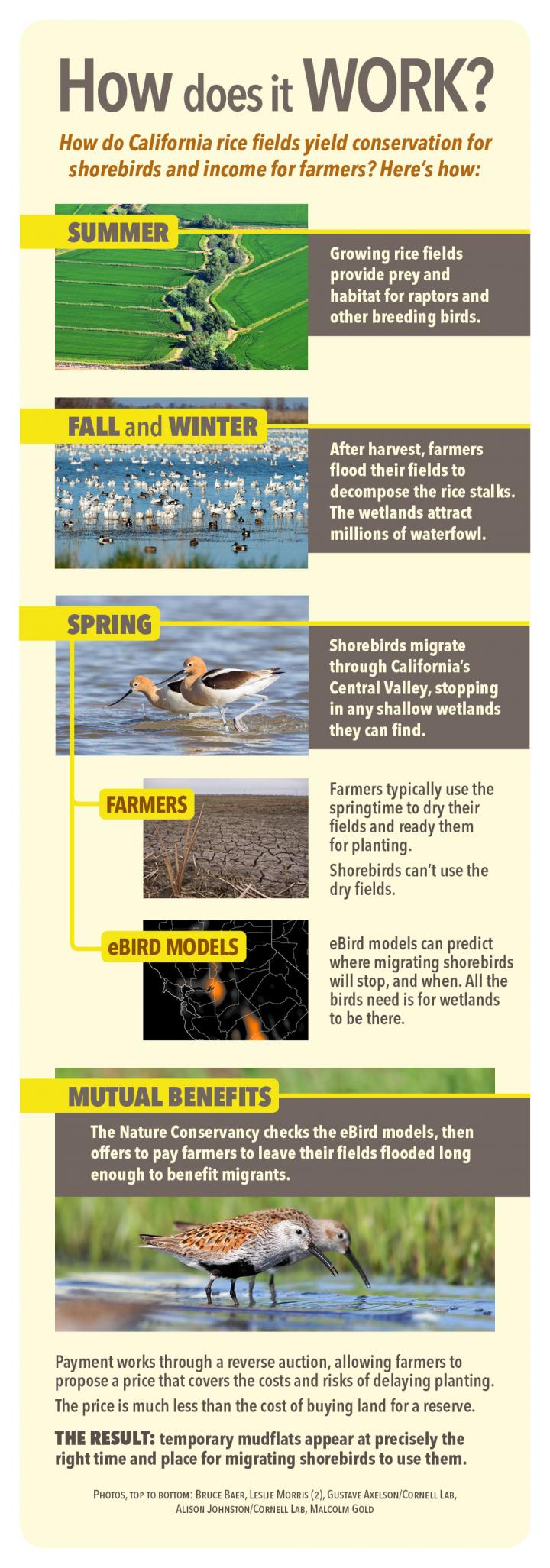 Habitat for Rent Conserving Migratory Birds EurekAlert!