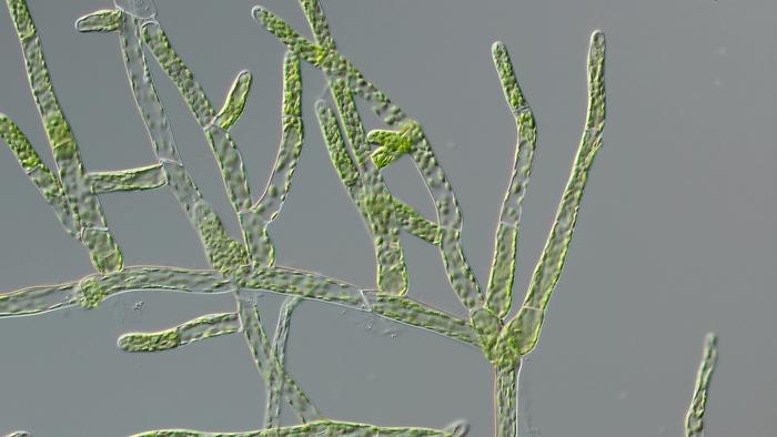 The branching moss Physcomitrium patens, which the researchers used to study stress reactions and compare them to algae (microscope image).