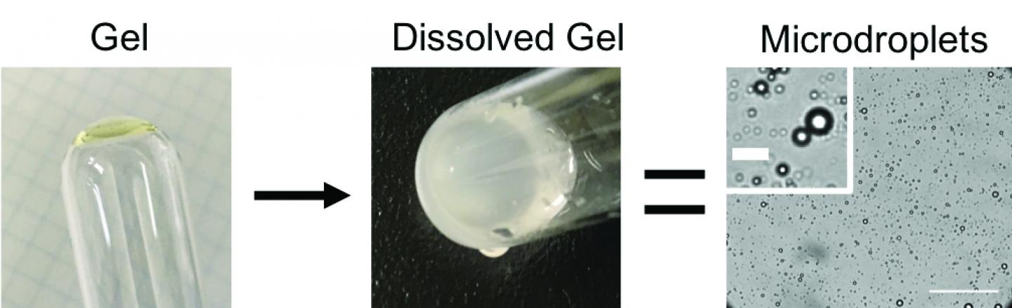 The Polyester Gel Was Hydrated in 80/20 Water/acetonitrile