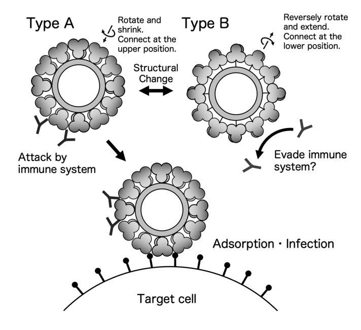 Alternative Capsid Structures