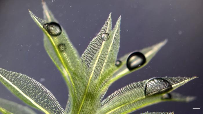 Microscope image of the moss Physcomitrium patens, a model organism for plant evolution (scale is 1mm)