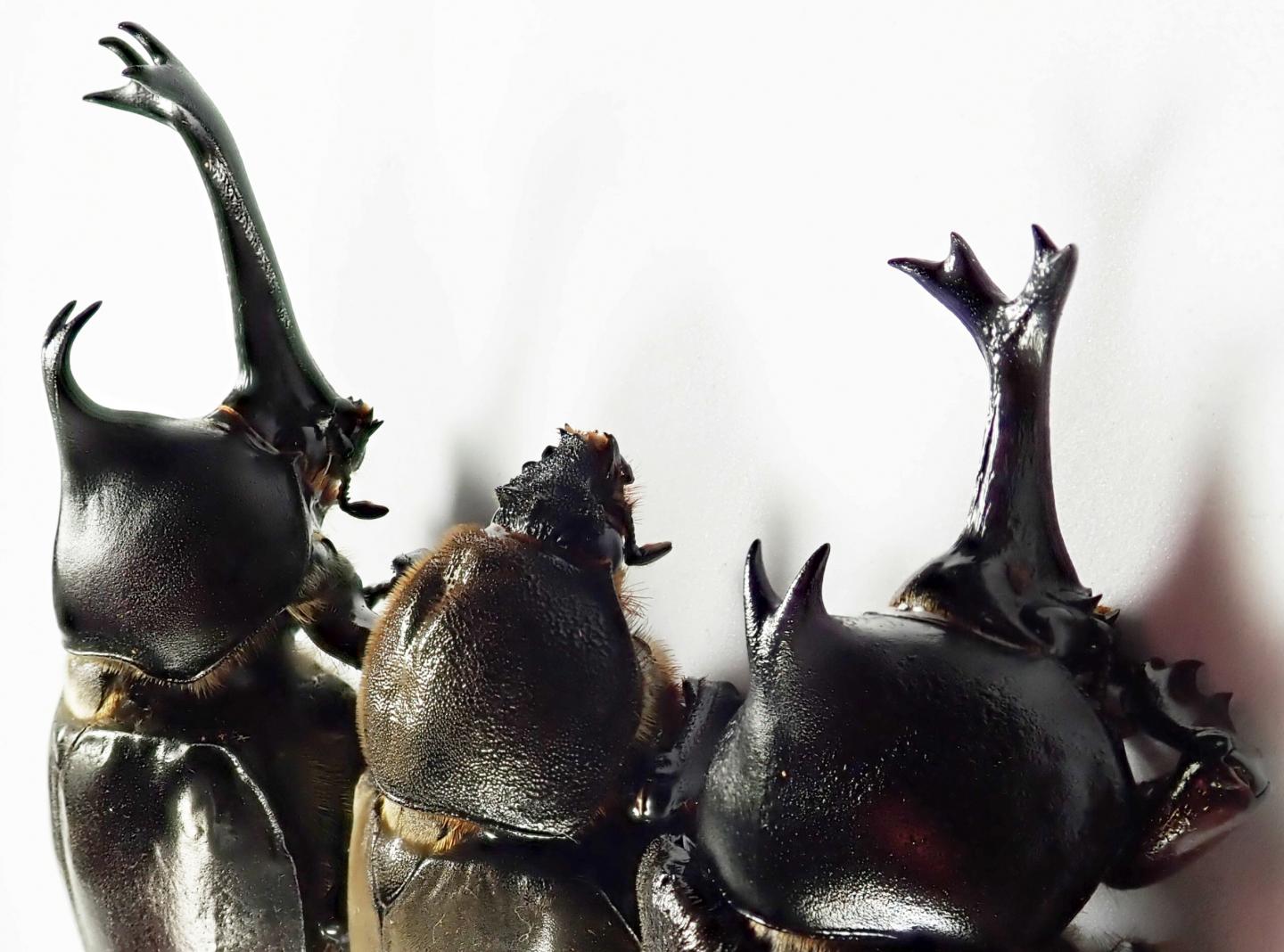 female japanese rhinoceros beetle