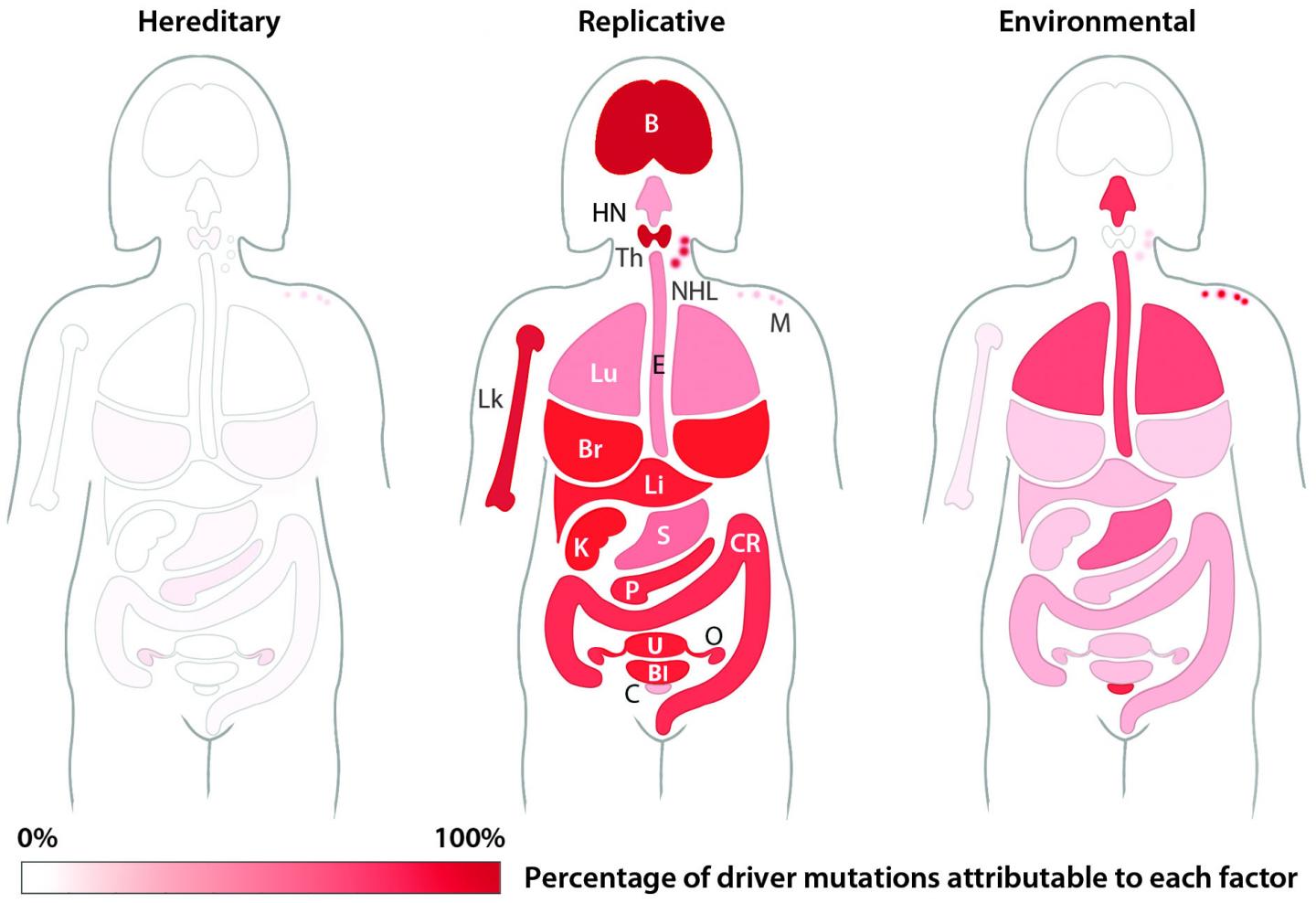 Study Featuring Genomic Sequencing & International Data Shows Random Errors in DNA Replication Play Major Role in Cancer