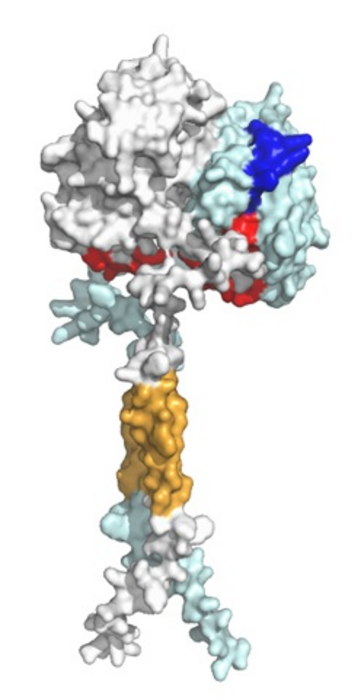 The 3D shape of the (pro)renin receptor predicted by AlphaFold2.