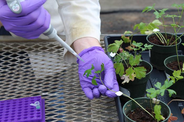 Plant nano carriers