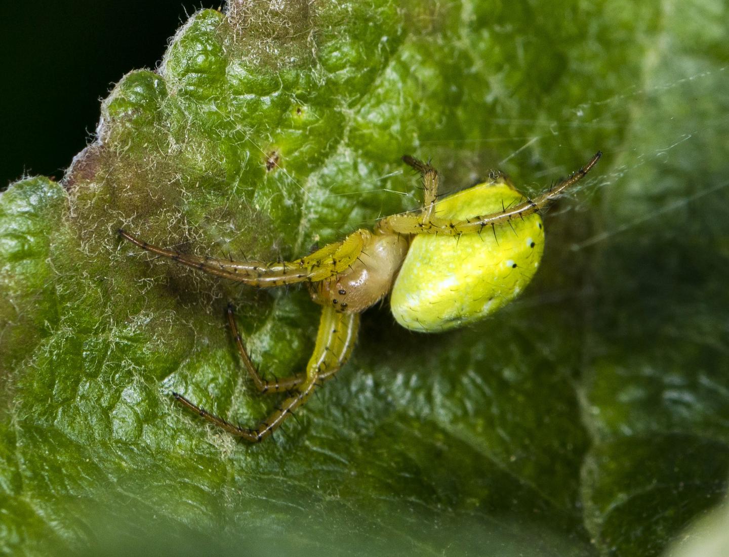 A Female Specimen (Araniella villanii)