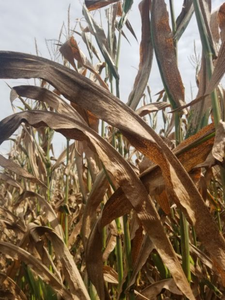 Tar spot of corn