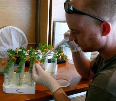 Contaminated Flowers