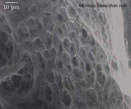 Poro-Elasto-Capillary Wicking of Cellulose Sponges (2 of 2)