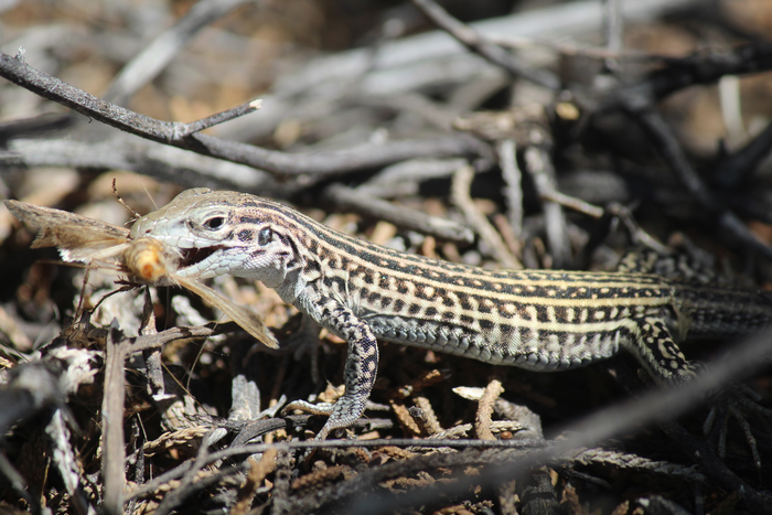 Colorado checkered whiptail