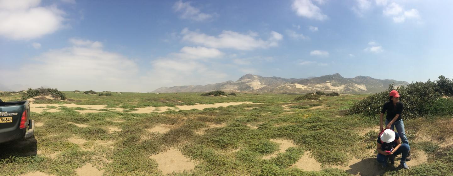 The Peruvian Mocan desert in bloom in the months after the 2017 El Ni&ntilde;o Costero event