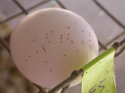 Mites on Egg