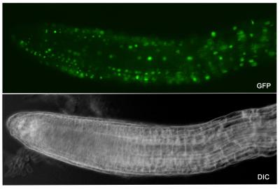 DUO1 Expression in <I>Arabidopsis</I> Roots