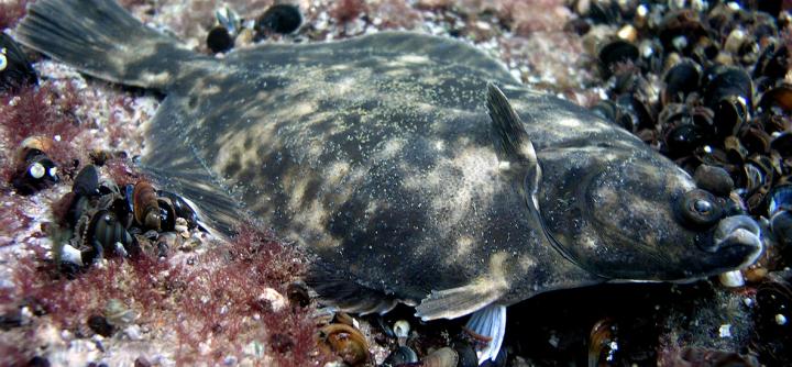 The Baltic Flounder, <em>Platichthys solemdali</em>