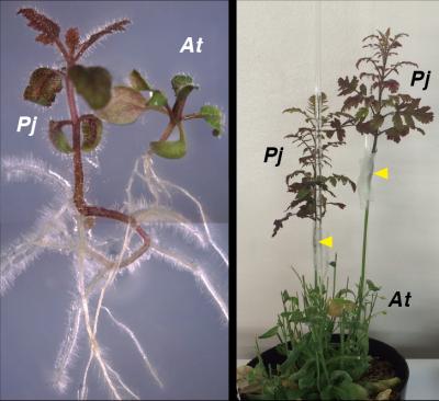 Parasitism and Heterospecific Grafting of P. japonicum