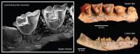 <em>Lemdubuoryctes aruensis</em> Fossil Teeth and Jaws