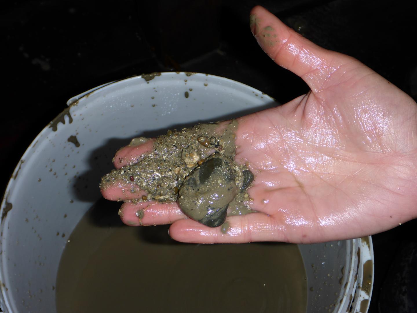 A Sample of Sediment