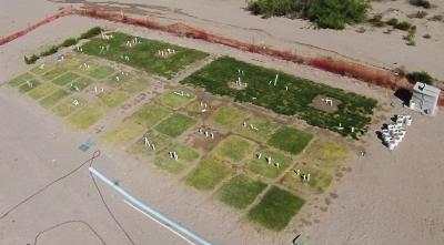 ReNUWIt Turfgrass Test Plots at New Mexico State University