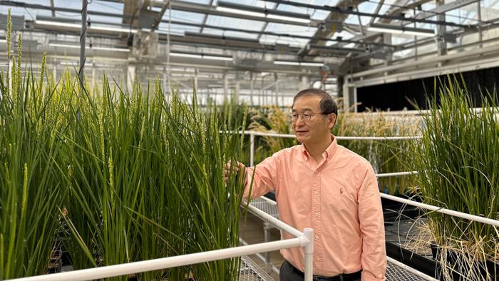 Plant scientist Bing Yang surveys rice plants in a greenhouse at The Donald Danforth Plant Science Center. Photo by Elizabeth McNulty