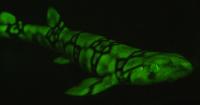 Biofluorescent Shark