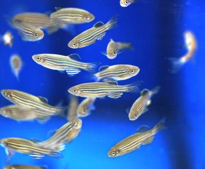 Zebrafish