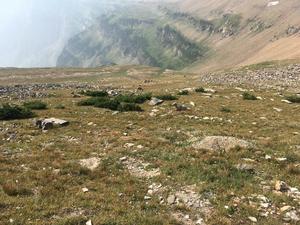 A ewe group in typical summer habitat in Glacier National Park