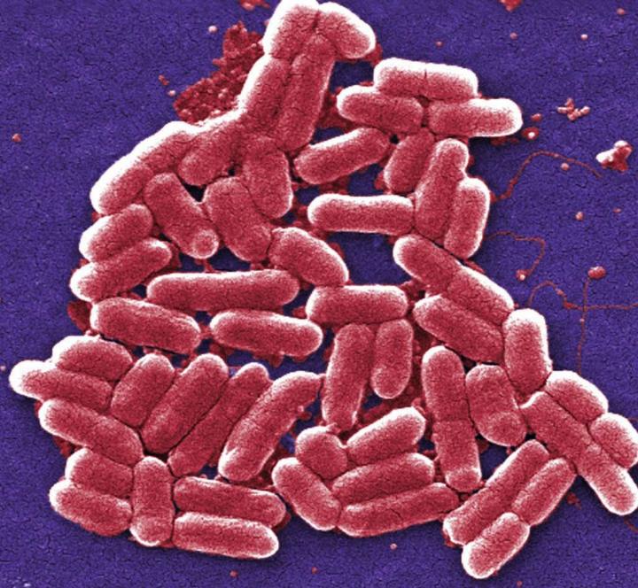 Shigella Bacteria