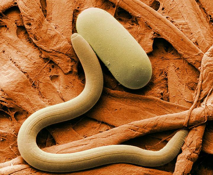 Soybean Cyst Nematode