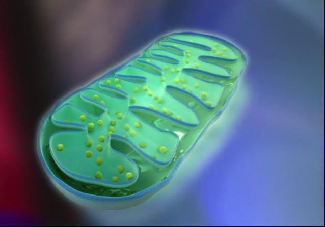 A Mitochondrion