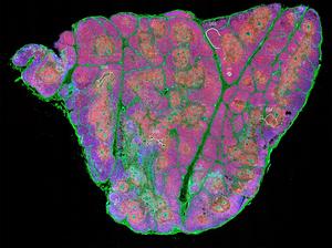 Whole tissue section of human thymus