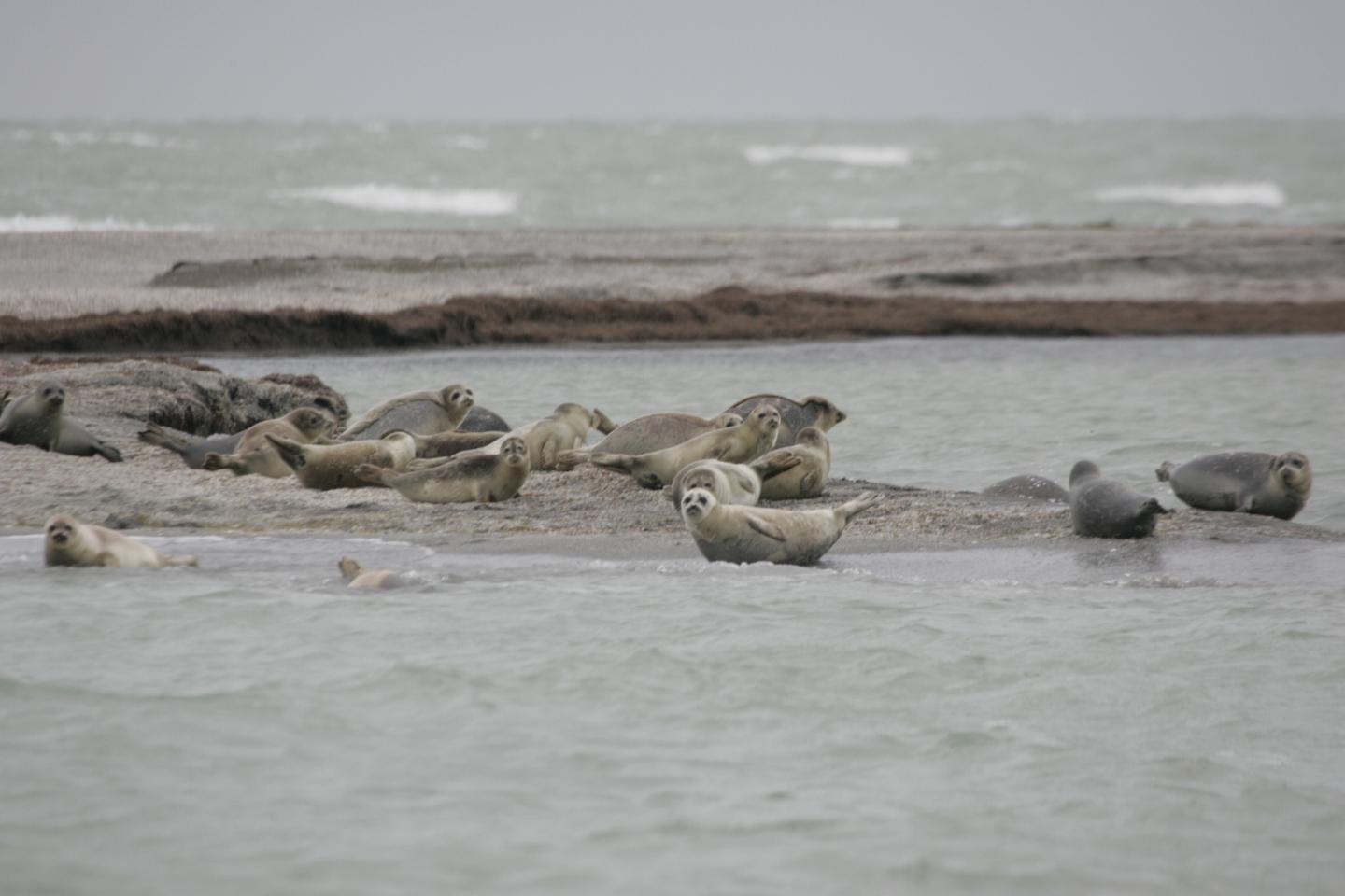 Caspian Seals Group