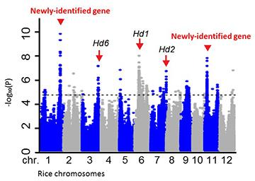 The GWAS Results for Genes That Influence Flowering Dates