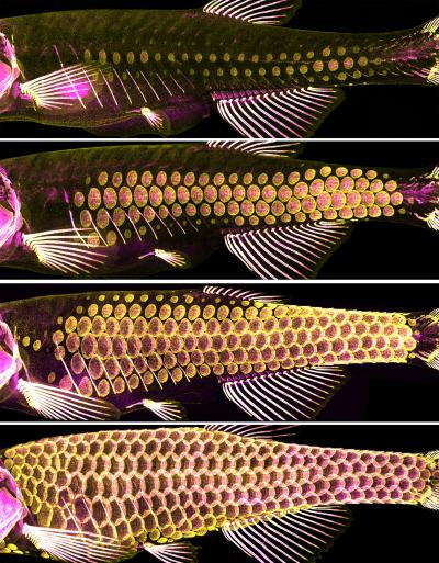 Scale Progression in Zebrafish