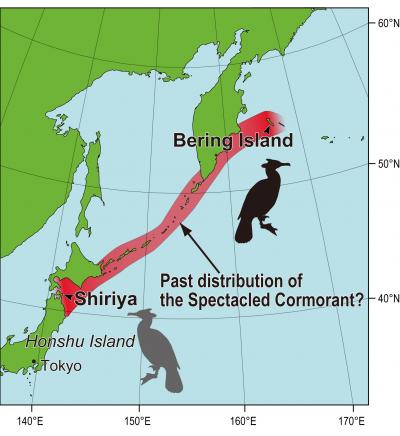 Distribution of the Spectacled Cormorant