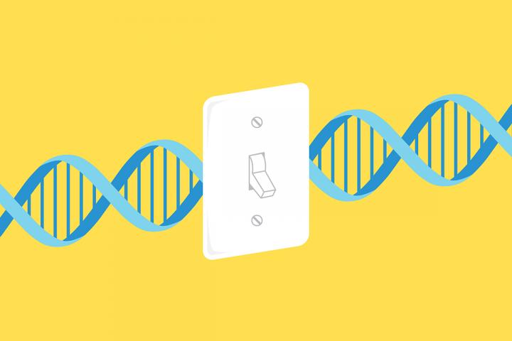 Ability to Turn off Genes in Brain Crucial for Learning, Memory