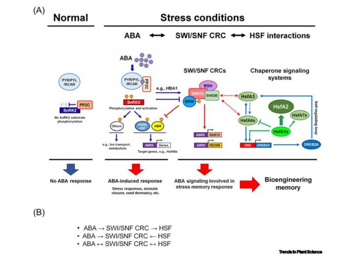 Plants Stress Response