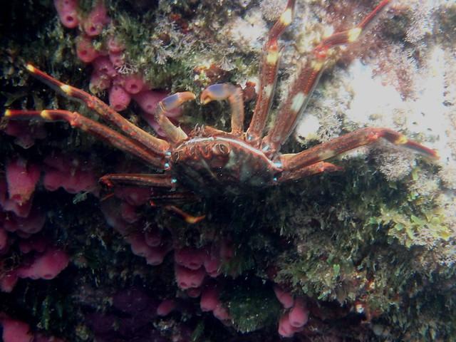 The Invasive Sally Lightfoot Crab, Percnon Gibbesi, in Malta