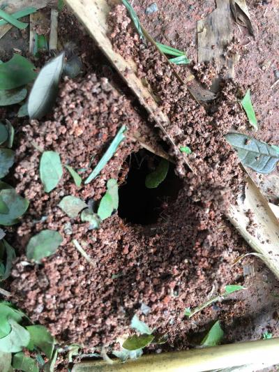 Leaf cutter ant nest