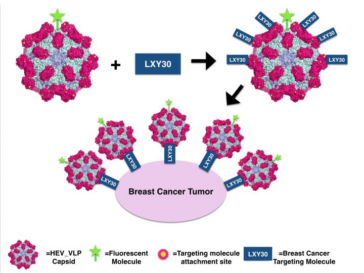 Modifying Hepatitis E Virus-like Particles to Target Cancer Cells