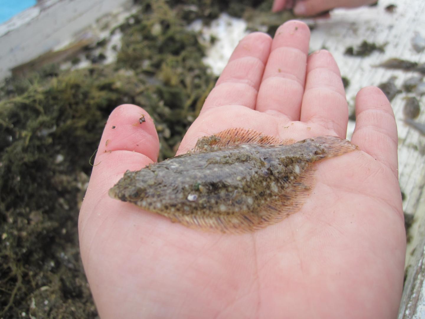 Juvenile Winter Flounder
