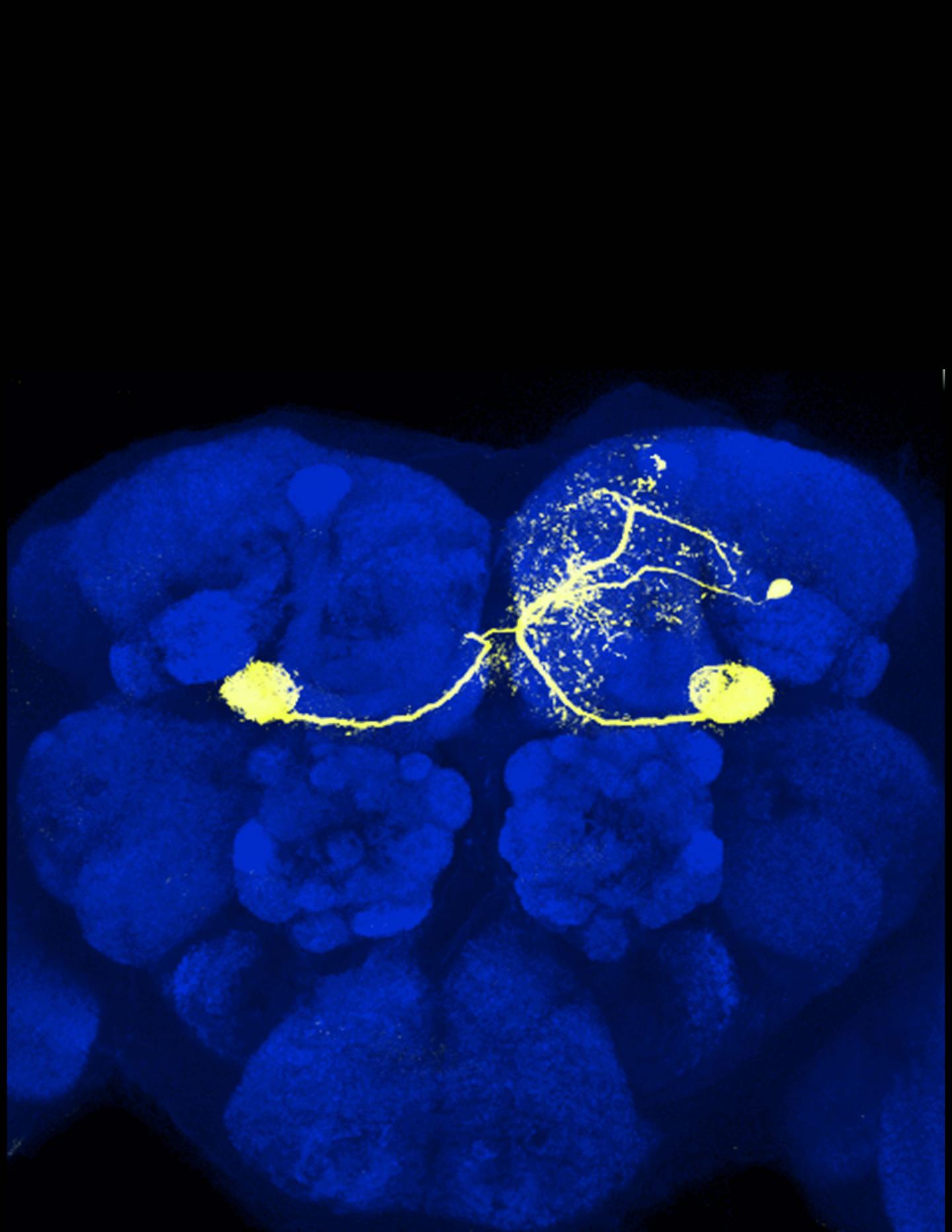 How Brain Connections Change When A Fly Learns