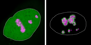 Close-ups of cell nuclei