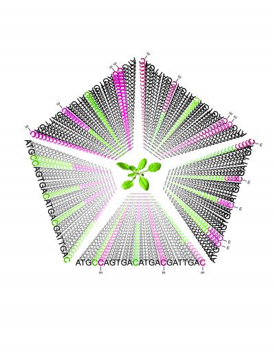 Generational Inheritance of DNA Methylation