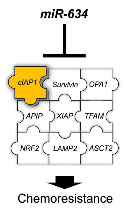 Overcoming resistance to chemotherapy by miR-634