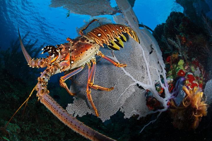 Caribbean Spiny Lobster on a Sea Fan in the Honduran Caribbean 2